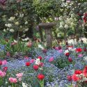 Spring Combination Ideas, Bulb Combinations, Plant Combinations, Flowerbeds Ideas, Spring Borders, Tulip Peach Blossom, Tulip Couleur Cardinal, Daffodil Thalia, Narcissus Thalia, Myosotis, Forget me not