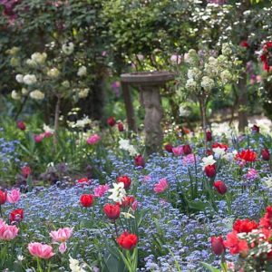 Spring Combination Ideas, Bulb Combinations, Plant Combinations, Flowerbeds Ideas, Spring Borders, Tulip Peach Blossom, Tulip Couleur Cardinal, Daffodil Thalia, Narcissus Thalia, Myosotis, Forget me not