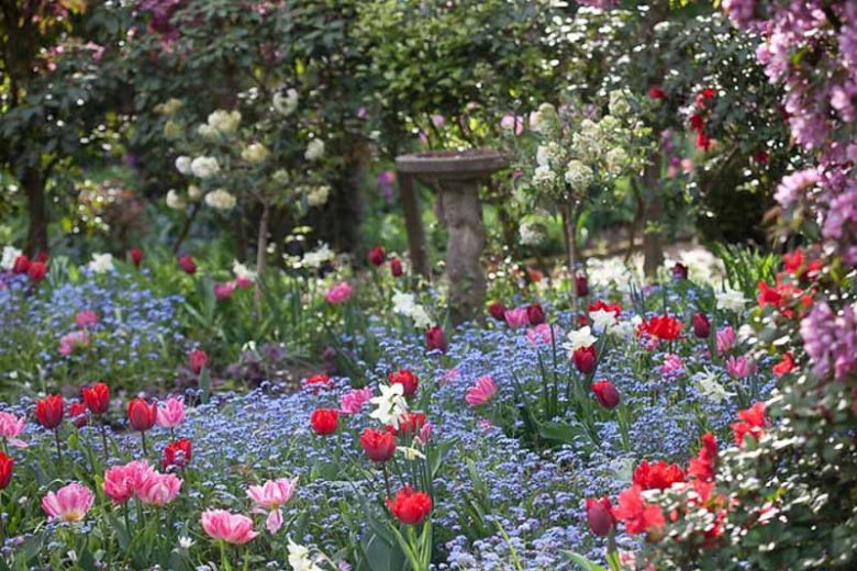 Spring Combination Ideas, Bulb Combinations, Plant Combinations, Flowerbeds Ideas, Spring Borders, Tulip Peach Blossom, Tulip Couleur Cardinal, Daffodil Thalia, Narcissus Thalia, Myosotis, Forget me not