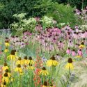 Summer borders, Garden Ideas, Border ideas, Perennial Planting, Perennial combination, Prairie Planting, Echinacea Paradoxa, Yellow Coneflower, Penstemon barbatus, Red Beardtongue, Eryngium, Stipa Tenuissima