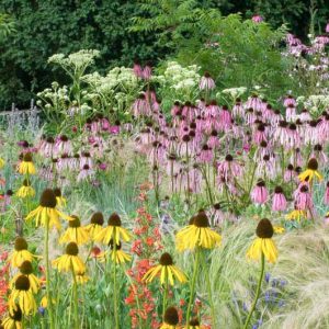 Summer borders, Garden Ideas, Border ideas, Perennial Planting, Perennial combination, Prairie Planting, Echinacea Paradoxa, Yellow Coneflower, Penstemon barbatus, Red Beardtongue, Eryngium, Stipa Tenuissima