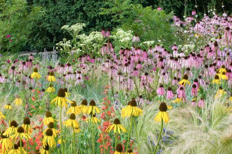 Summer borders, Garden Ideas, Border ideas, Perennial Planting, Perennial combination, Prairie Planting, Echinacea Paradoxa, Yellow Coneflower, Penstemon barbatus, Red Beardtongue, Eryngium, Stipa Tenuissima