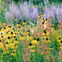 Summer borders, Garden Ideas, Border ideas, Perennial Planting, Perennial combination, Prairie Planting, Echinacea Paradoxa, Yellow Coneflower, Penstemon barbatus, Red Beardtongue, Clary Sage, Stipa Tenuissima