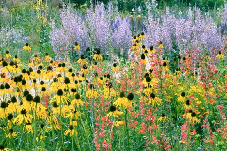 Summer borders, Garden Ideas, Border ideas, Perennial Planting, Perennial combination, Prairie Planting, Echinacea Paradoxa, Yellow Coneflower, Penstemon barbatus, Red Beardtongue, Clary Sage, Stipa Tenuissima