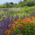 Garden ideas, Border ideas, Plant Combinations, Flowerbeds Ideas, Summer Borders, Asclepias tuberosa, Milkweed, Salvia verticillata, Butterfly Flower, Butterfly Root, Butterfly Weed, Orange flowers, Purple Flowers