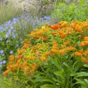 Garden ideas, Border ideas, Plant Combinations, Flowerbeds Ideas, Summer Borders, Asclepias tuberosa, Milkweed, Geranium Rozanne, Butterfly Flower, Butterfly Root, Butterfly Weed, Orange flowers, Blue Flowers