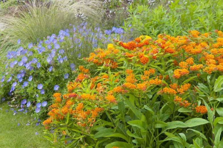 Garden ideas, Border ideas, Plant Combinations, Flowerbeds Ideas, Summer Borders, Asclepias tuberosa, Milkweed, Geranium Rozanne, Butterfly Flower, Butterfly Root, Butterfly Weed, Orange flowers, Blue Flowers
