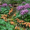 Plant Combination Ideas, Geranium maderense, Clivia Miniata, Cranesbill, Natal Lily, garden ideas, garden path ideas, garden steps ideas