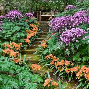 Plant Combination Ideas, Geranium maderense, Clivia Miniata, Cranesbill, Natal Lily, garden ideas, garden path ideas, garden steps ideas