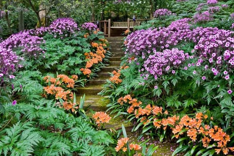 Plant Combination Ideas, Geranium maderense, Clivia Miniata, Cranesbill, Natal Lily, garden ideas, garden path ideas, garden steps ideas