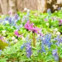 Spring Combination Ideas, Bulb Combinations, Plant Combinations, Flowerbeds Ideas, Spring Borders, Erythronium, Dog Tooth Violet, Fawn Lily, Corydalis, Fumewort