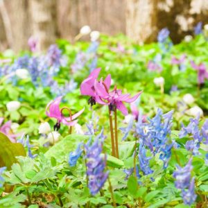 Spring Combination Ideas, Bulb Combinations, Plant Combinations, Flowerbeds Ideas, Spring Borders, Erythronium, Dog Tooth Violet, Fawn Lily, Corydalis, Fumewort