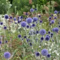 Summer borders, Garden Ideas, Border ideas, Perennial Planting, Perennial combination, Perennial Meadow, Globe thistle, Echinops Ritro Veitch's Blue,Eryngium giganteum, Sedum Matrona, Sea-holly