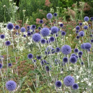 Summer borders, Garden Ideas, Border ideas, Perennial Planting, Perennial combination, Perennial Meadow, Globe thistle, Echinops Ritro Veitch's Blue,Eryngium giganteum, Sedum Matrona, Sea-holly
