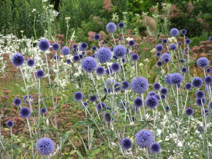 Summer borders, Garden Ideas, Border ideas, Perennial Planting, Perennial combination, Perennial Meadow, Globe thistle, Echinops Ritro Veitch's Blue,Eryngium giganteum, Sedum Matrona, Sea-holly