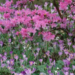 Spring Borders, Bulb Combinations, Perennial Combinations, Rhododendron praecox, lavender rhododendron, Crocus tommasinianus, Spring bulbs, Spring Flowers, Early spring Bulb Combination