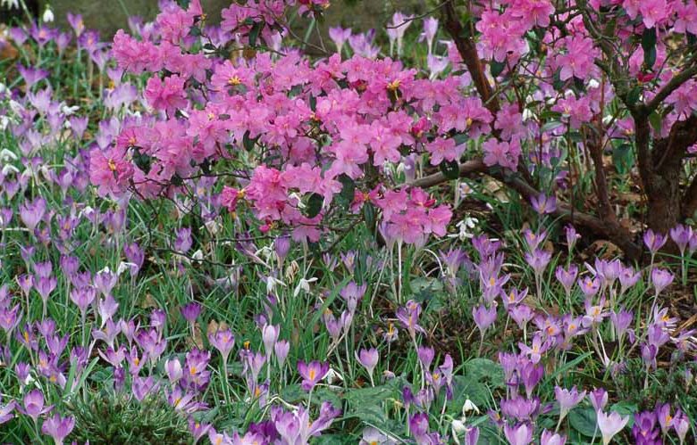 Spring Borders, Bulb Combinations, Perennial Combinations, Rhododendron praecox, lavender rhododendron, Crocus tommasinianus, Spring bulbs, Spring Flowers, Early spring Bulb Combination