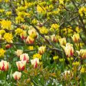 Spring Borders, Bulb Combinations, Perennial Combinations, Rhododendron luteum, yellow azalea, Tulip World Expression, Spring bulbs, Spring Flowers, spring Bulb Combination