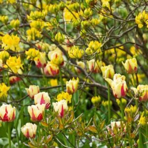 Spring Borders, Bulb Combinations, Perennial Combinations, Rhododendron luteum, yellow azalea, Tulip World Expression, Spring bulbs, Spring Flowers, spring Bulb Combination