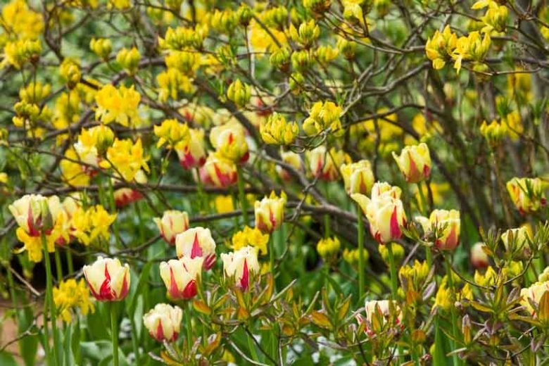Spring Borders, Bulb Combinations, Perennial Combinations, Rhododendron luteum, yellow azalea, Tulip World Expression, Spring bulbs, Spring Flowers, spring Bulb Combination