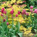 Spring Combination Ideas, Bulb Combinations, Plant Combinations, Flowerbeds Ideas, Spring Borders, Tulip Greuze, Tulip Blue Heron, Dicentra Spectabilis, Pink tulips, Purple Tulips