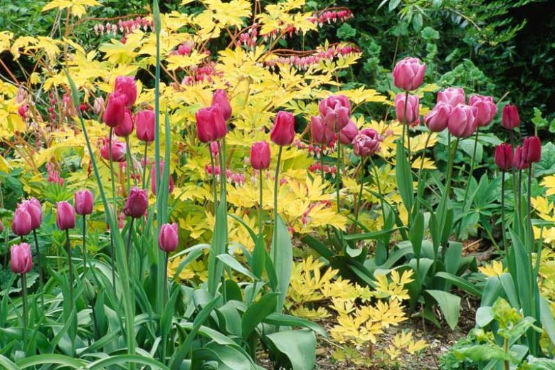 Spring Combination Ideas, Bulb Combinations, Plant Combinations, Flowerbeds Ideas, Spring Borders, Tulip Greuze, Tulip Blue Heron, Dicentra Spectabilis, Pink tulips, Purple Tulips