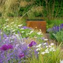 Garden Ideas, Border ideas, Perennial Planting, Perennial combination, Summer Borders, Iris Supreme Sultan, Nepeta Walker's Low, Allium Purple sensation, Salvia Mainacht, Orlaya Grandiflora, stipa arundinacea