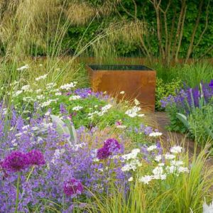 Garden Ideas, Border ideas, Perennial Planting, Perennial combination, Summer Borders, Iris Supreme Sultan, Nepeta Walker's Low, Allium Purple sensation, Salvia Mainacht, Orlaya Grandiflora, stipa arundinacea