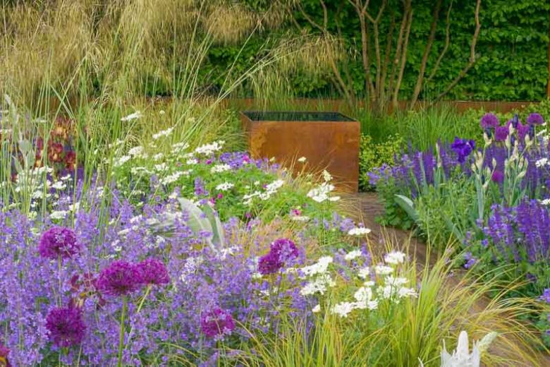 Garden Ideas, Border ideas, Perennial Planting, Perennial combination, Summer Borders, Iris Supreme Sultan, Nepeta Walker's Low, Allium Purple sensation, Salvia Mainacht, Orlaya Grandiflora, stipa arundinacea
