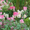 Spring Combination Ideas, Bulb Combinations, Plant Combinations, Flowerbeds Ideas, Spring Borders, Daffodil Romance, Tulip Gander's Rhapsody, Tulip Double Sugar, Brunnera macrophylla, Narcissus Romance, Tulipa Gander's Rhapsody, Tulipa Double Sugar, Siber
