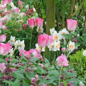 Spring Combination Ideas, Bulb Combinations, Plant Combinations, Flowerbeds Ideas, Spring Borders, Daffodil Romance, Tulip Gander's Rhapsody, Tulip Double Sugar, Brunnera macrophylla, Narcissus Romance, Tulipa Gander's Rhapsody, Tulipa Double Sugar, Siber