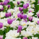 Spring Combination Ideas, Bulb Combinations, Plant Combinations, Flowerbeds Ideas, Spring Borders, Tulip Mount Tacoma, Tulip Cummins, Tulipa Mount Tacoma, Tulipa Cummins