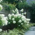 Garden ideas, landscaping Ideas, Hedges ideas, Hydrangea paniculata Limelight, Japanese forest grass, Hakonechloa Macra, Hakone Grass, romantic hedge, white hedge, Westover Landscape Design