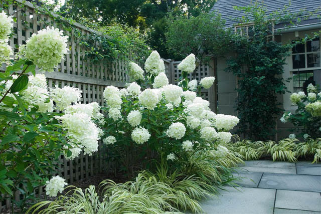 Garden ideas, landscaping Ideas, Hedges ideas, Hydrangea paniculata Limelight, Japanese forest grass, Hakonechloa Macra, Hakone Grass, romantic hedge, white hedge, Westover Landscape Design