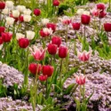 Spring Combination Ideas, Bulb Combinations, Plant Combinations, Flowerbeds Ideas, Spring Borders, Phlox subulata Emerald Cushion,Tulip Don Quichotte, Tulip Ballade, Tulip Shirley, Tulipa Don Quichotte, Tulipa Ballade, Tulipa Shirley, Lily Flower