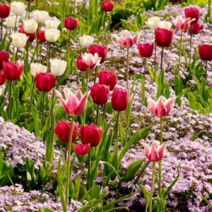 Spring Combination Ideas, Bulb Combinations, Plant Combinations, Flowerbeds Ideas, Spring Borders, Phlox subulata Emerald Cushion,Tulip Don Quichotte, Tulip Ballade, Tulip Shirley, Tulipa Don Quichotte, Tulipa Ballade, Tulipa Shirley, Lily Flower