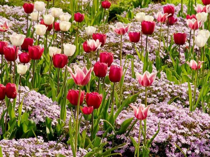 Spring Combination Ideas, Bulb Combinations, Plant Combinations, Flowerbeds Ideas, Spring Borders, Phlox subulata Emerald Cushion,Tulip Don Quichotte, Tulip Ballade, Tulip Shirley, Tulipa Don Quichotte, Tulipa Ballade, Tulipa Shirley, Lily Flower