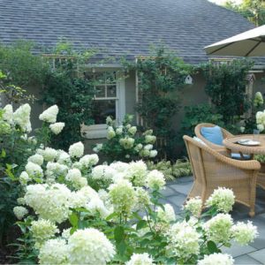 Garden ideas, landscaping Ideas, Hedges ideas, Hydrangea paniculata Limelight, Japanese forest grass, Hakonechloa Macra, Hakone Grass, romantic hedge, white hedge, Westover Landscape Design