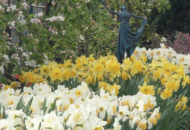 Spring Combination Ideas, Bulb Combinations, Plant Combinations, Flowerbeds Ideas, Spring Borders, Daffodil Accent, Daffodil  Salome, Daffodil Carlton,Hyacinth Blue Jacket, Narcissus Accent, Narcissus Salome, Narcissus Carlton,Daffodil Accent, Daffodil  S