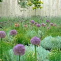 Garden Ideas, Landscaping Ideas, Drought Tolerant, Full sun plants, Lavender, Lavandula Stoechas, Spanish Lavender, French Lavender, Santolina, Allium Purple Sensation, Artemisia