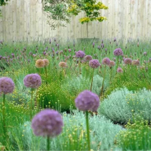 Garden Ideas, Landscaping Ideas, Drought Tolerant, Full sun plants, Lavender, Lavandula Stoechas, Spanish Lavender, French Lavender, Santolina, Allium Purple Sensation, Artemisia