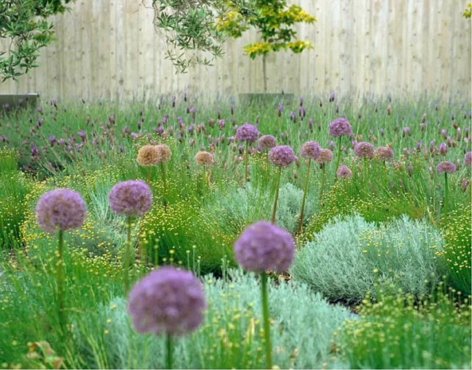 Garden Ideas, Landscaping Ideas, Drought Tolerant, Full sun plants, Lavender, Lavandula Stoechas, Spanish Lavender, French Lavender, Santolina, Allium Purple Sensation, Artemisia