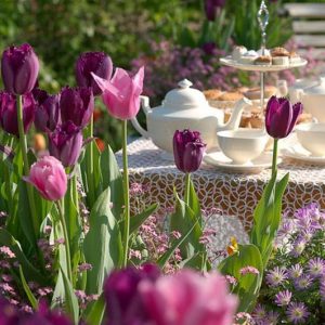 Spring Combination Ideas, Bulb Combinations, Plant Combinations, Flowerbeds Ideas, Spring Borders,Tulip mistress, Tulip Negrita, Tulip Fancy Frills, Tulip Curly Sue,Tulipa Mistress, Tulipa Negrita, Tulipa Fancy Frills
