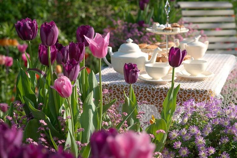 Spring Combination Ideas, Bulb Combinations, Plant Combinations, Flowerbeds Ideas, Spring Borders,Tulip mistress, Tulip Negrita, Tulip Fancy Frills, Tulip Curly Sue,Tulipa Mistress, Tulipa Negrita, Tulipa Fancy Frills