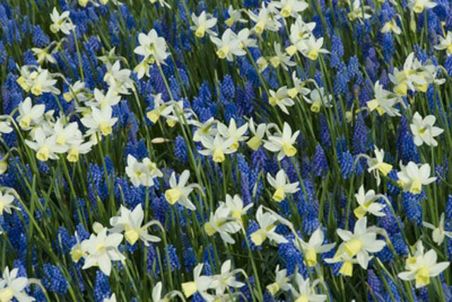 Spring Combination Ideas, Bulb Combinations, Plant Combinations, Flowerbeds Ideas, Spring Borders, narcissus Sailboat, Daffodil Sailboat, Muscari Armeniacum, Grape hyacinth, Mid spring blooms.
