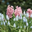 Spring Borders, Bulb Combinations, Perennial Combinations, Hyacinth Pink Festival, Muscari Armeniacum, Pink hyacinth, Pink flowers, Blue flowers, fragrant bulb combination