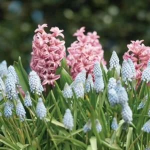 Spring Borders, Bulb Combinations, Perennial Combinations, Hyacinth Pink Festival, Muscari Armeniacum, Pink hyacinth, Pink flowers, Blue flowers, fragrant bulb combination