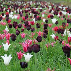 Spring Combination Ideas, Bulb Combinations, Plant Combinations, Flowerbeds Ideas, Spring Borders, Tulip Yonina, Tulip Ronaldo, Tulip White Triumphator,Tulip Tres Chic, Tulip Capri