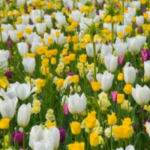 Spring Combination Ideas, Bulb Combinations, Plant Combinations, Flowerbeds Ideas, Spring Borders, Tulip Purple Flag,Tulip Hamilton,Tulip Purissima,Daffodil Minnow, Fritillaria Imperialis,Tulipa Purple Flag,Tulipa Hamilton,Tulipa Purissima,Narcissus Minno