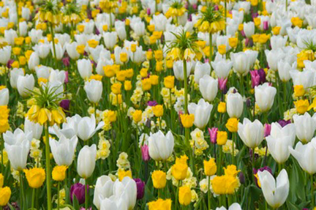 Spring Combination Ideas, Bulb Combinations, Plant Combinations, Flowerbeds Ideas, Spring Borders, Tulip Purple Flag,Tulip Hamilton,Tulip Purissima,Daffodil Minnow, Fritillaria Imperialis,Tulipa Purple Flag,Tulipa Hamilton,Tulipa Purissima,Narcissus Minno
